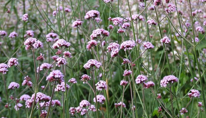 12 Beneficios Y Propiedades De La Verbena