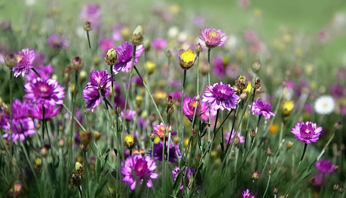 7 Beneficios Y Propiedades De Las Flores Salvajes