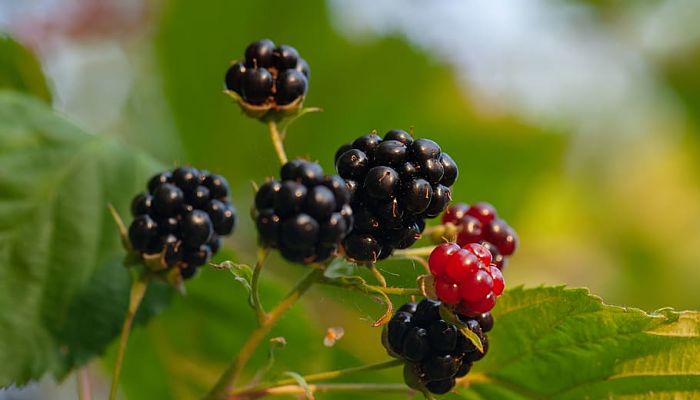 11 Beneficios Y Propiedades De Las Moras