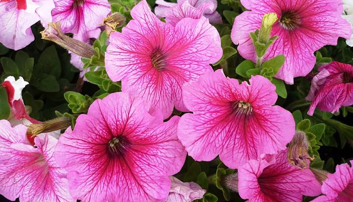 10 Beneficios Y Propiedades De Las Petunias.