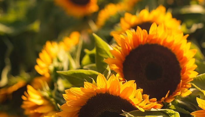 13 Propiedades Y Beneficios De Los Girasoles