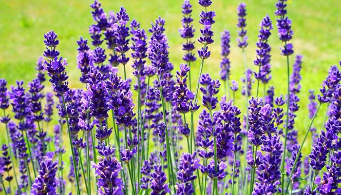 13 Beneficios Y Propiedades Del Agastache