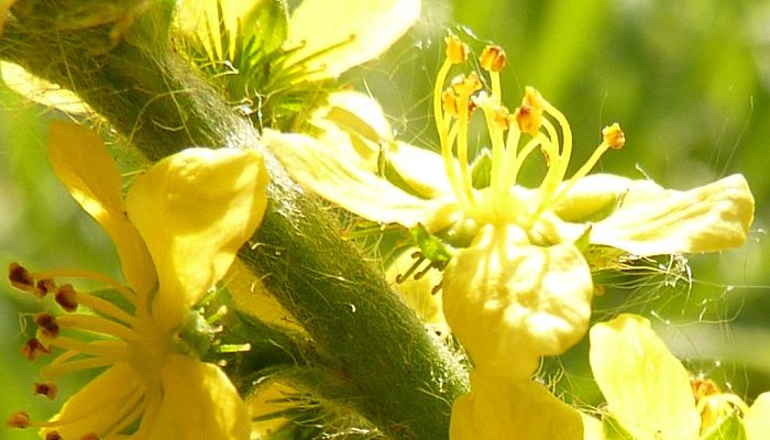 10 Beneficios Y Propiedades Del Agrimony