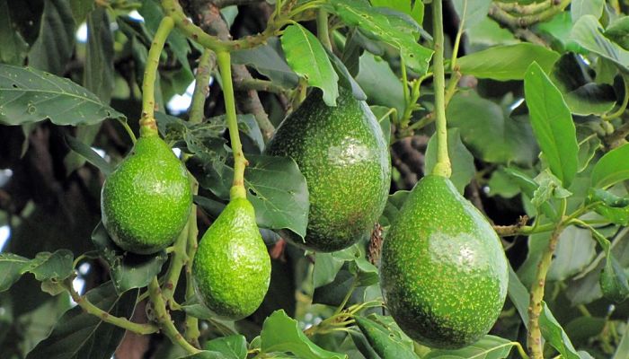 14 Beneficios Y Propiedades Del Aguacatero