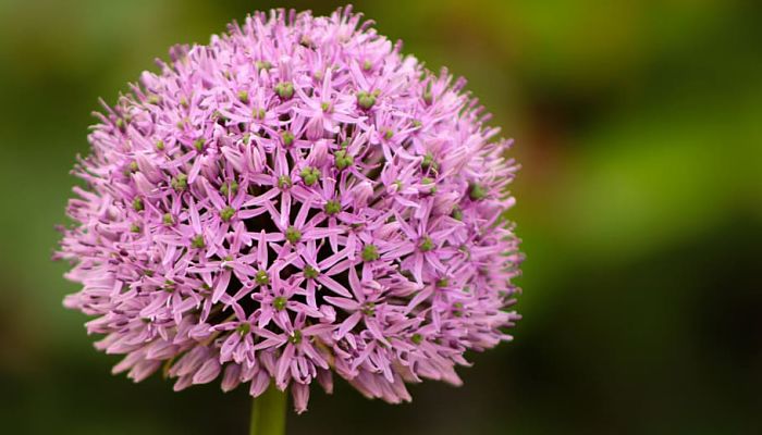 10 Beneficios Y Propiedades Del Allium