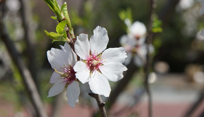 9 Beneficios Y Propiedades Del Almendrero