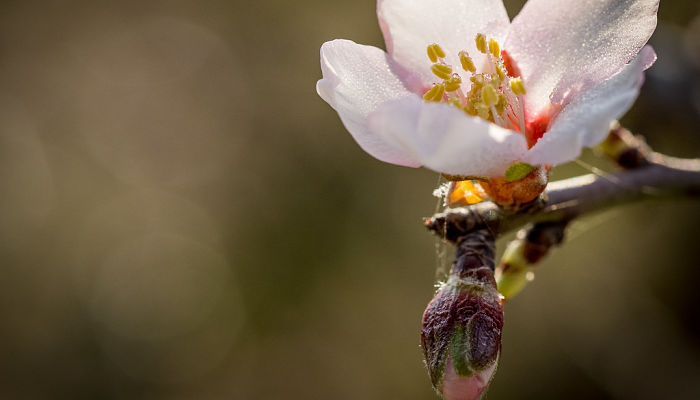 10 Beneficios Y Propiedades Del Almendro