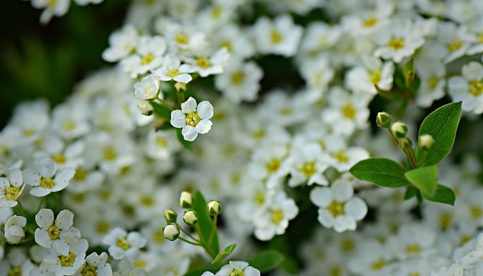 13 Beneficios Y Propiedades Del Alyssum