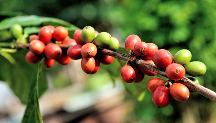 14 Beneficios Y Propiedades Del Cafetero.