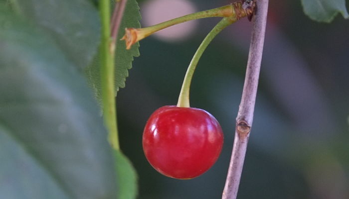 13 Beneficios Y Propiedades Del Cerezo Guindal