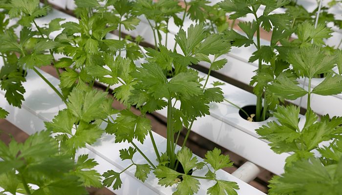 15 Beneficios Y Propiedades Del Cilantro