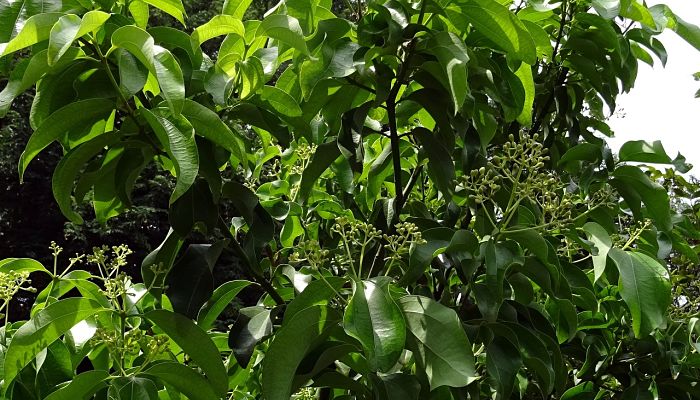 12 Beneficios Y Propiedades Del Cinnamomum