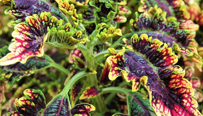 9 Beneficios Y Propiedades Del Coleus