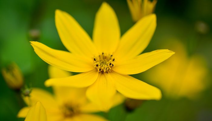 10 Beneficios Y Propiedades Del Coreopsis