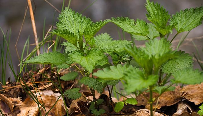 12 Beneficios y Propiedades del Epazote