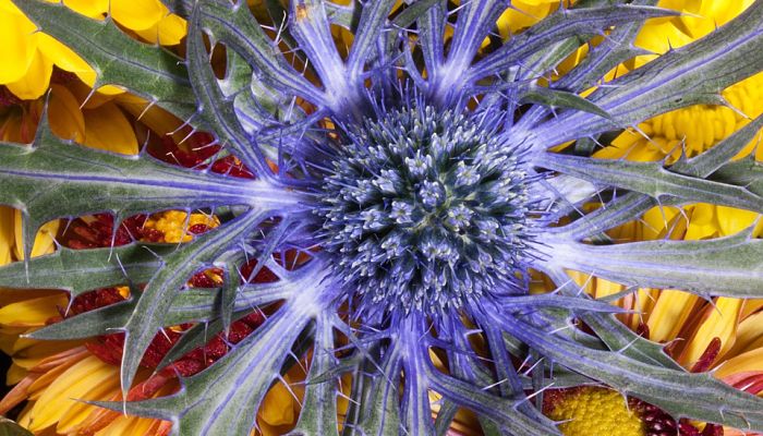 15 Beneficios Y Propiedades Del Eryngium