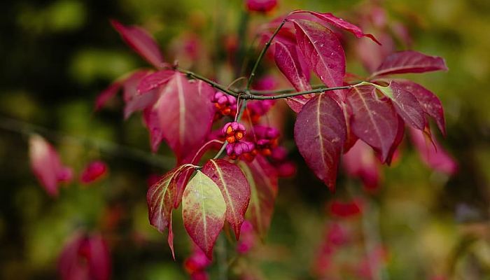 7 Beneficios Y Propiedades Del Euonymus