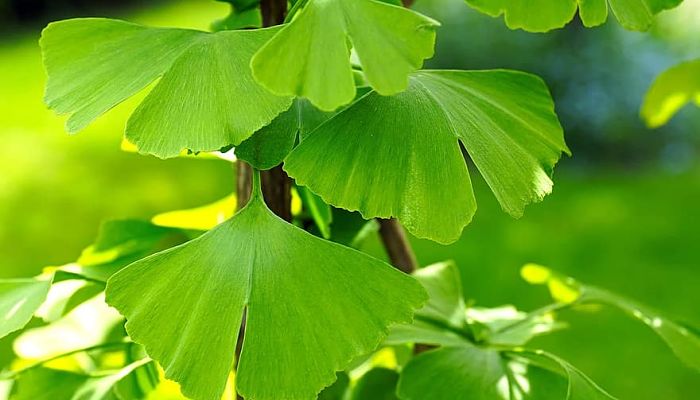 11 Beneficios Y Propiedades Del Ginko