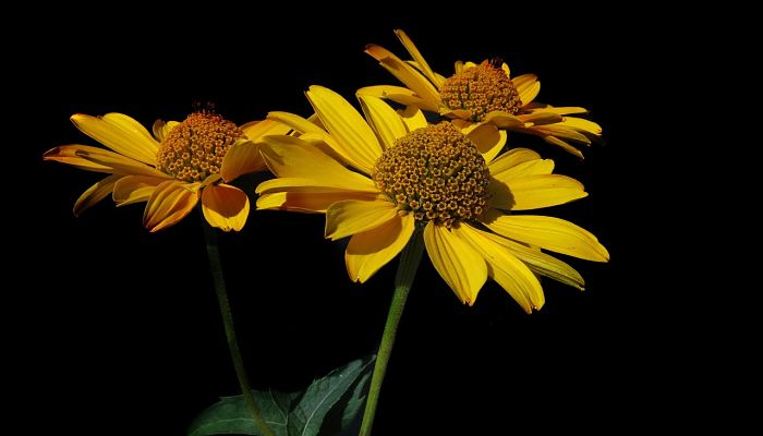 12 Beneficios Y Propiedades Del Heliopsis