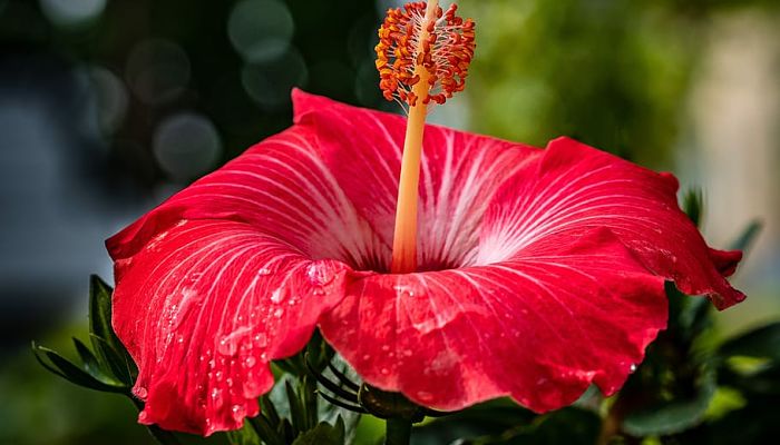 13 Beneficios Y Propiedades Del Hibisco