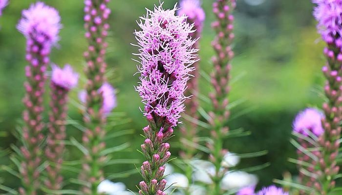 9 Beneficios Y Propiedades Del Liatris