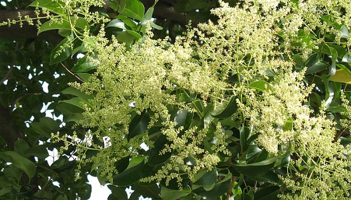 13 Beneficios Y Propiedades Del Ligustrum