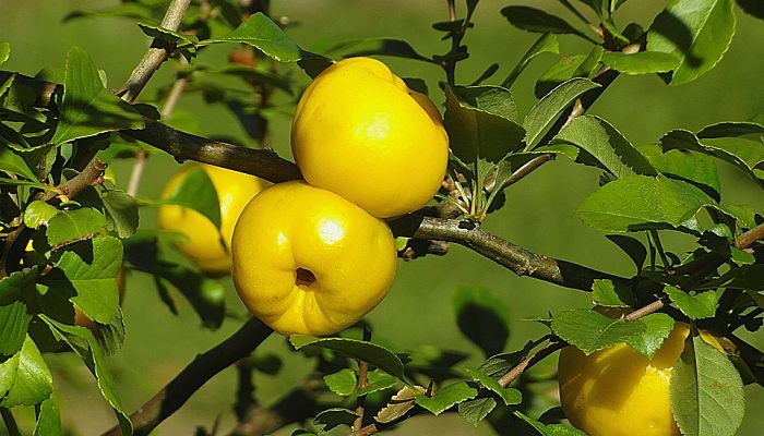 Beneficios Y Propiedades Del Membrillo