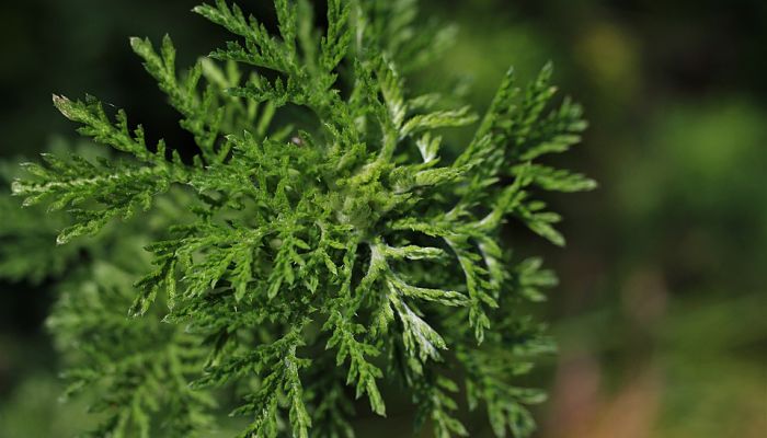 14 Beneficios Y Propiedades Mugwort