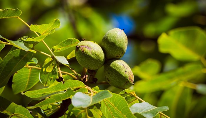 Beneficios y Propiedades del Nogal