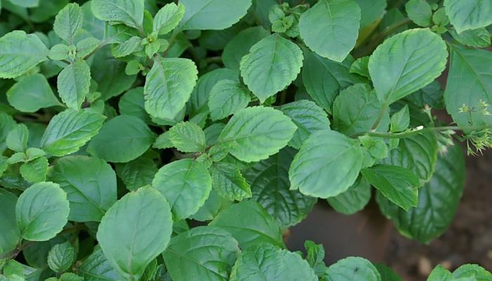 10 Beneficios Y Propiedades Del Plectranthus