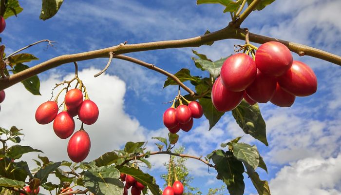 11 Beneficios Y Propiedades Del Tomate Arbóreo Del Perú