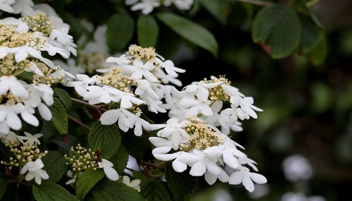 12 Beneficios Y Propiedades Del Viburnum