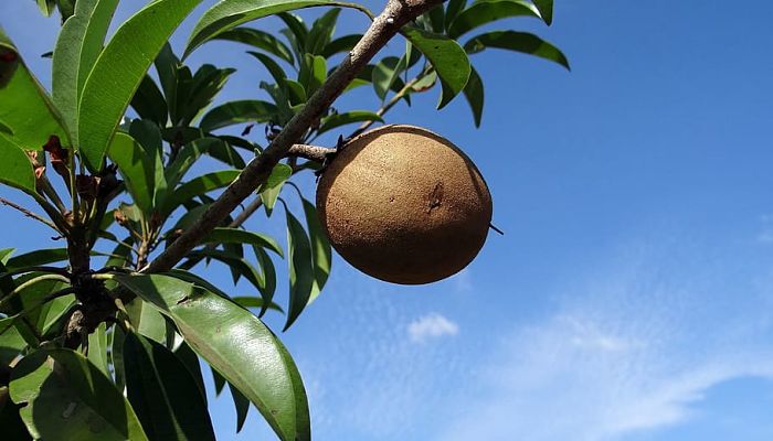 5 Beneficios Y Propiedades Del Zapote Chico