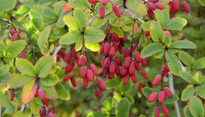 Berberís Vulgaris. Hábitat, Características, Propagación Y Usos