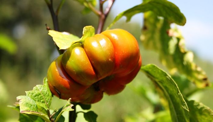 Berenjena Africana. Origen, Descripción, Cultivo, Cuidados, Propiedades