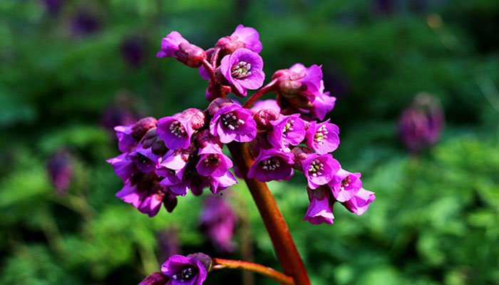 Bergenia. Botánica, Características, Usos, Cultivo Y Propagación