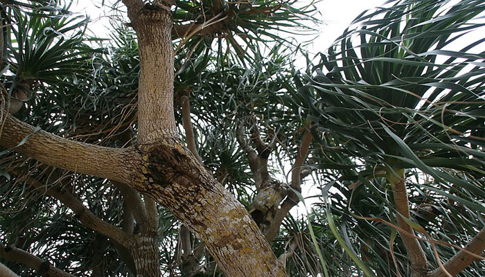 Beucarnea Recurvata. Origen, Descripción, Variedades, Cultivo, Cuidados Y Usos