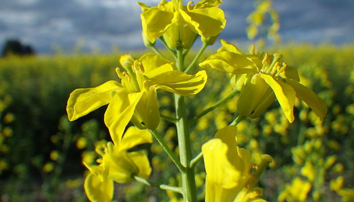 Brassica. Origen, Descripción, Cultivo, Cuidados, Propiedades