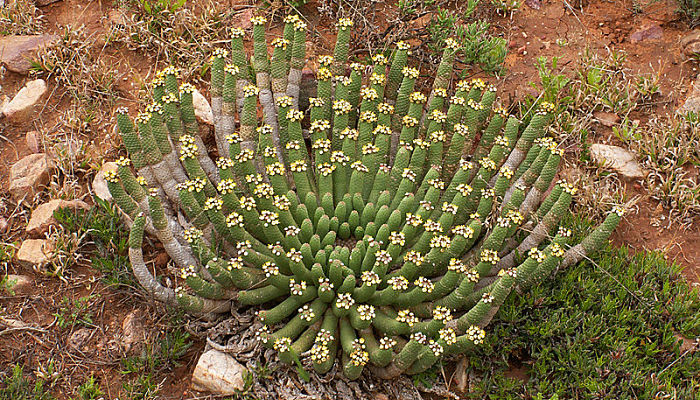 Cabeza de Medusa. Origen, descripción, Cultivo, Cuidados, Propiedades.