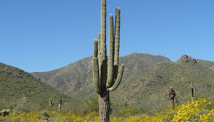 Cactus Columnar. Origen, Descripción, Cultivo, Cuidados, Propiedades