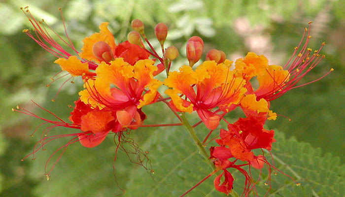 Caesalpinia. Botánica, Descripción, Simbolismo Y Usos