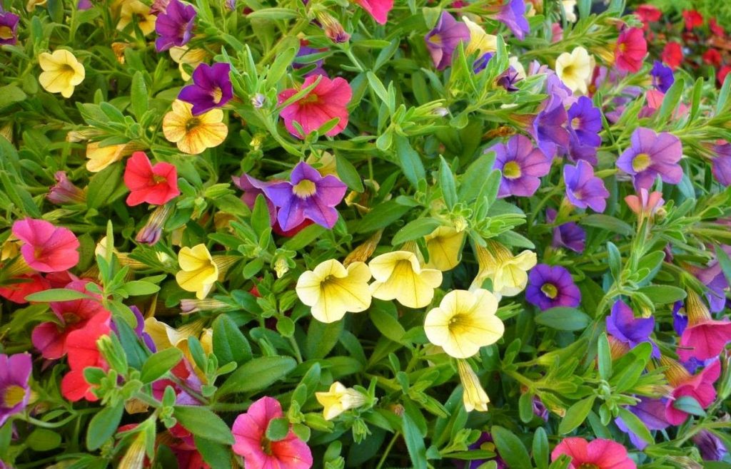 Calibrachoa hybrida