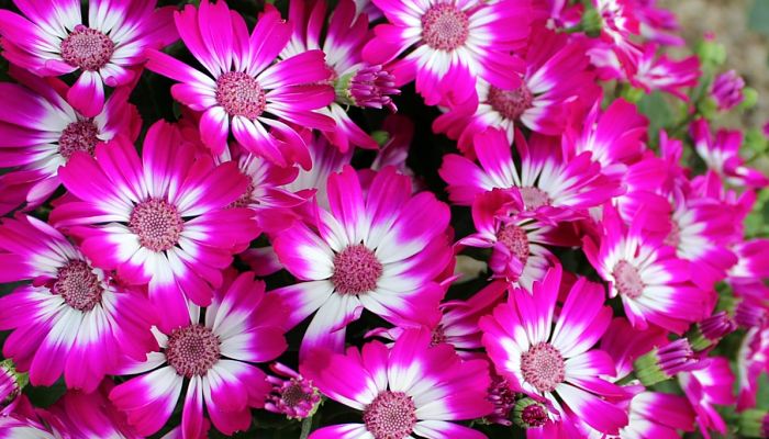 Cineraria. Origen, Descripción, Cultivo, Cuidados, Propiedades