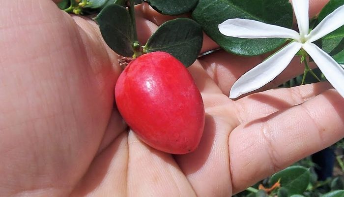 Ciruelas Natal. Origen, Descripción, Cultivo, Cuidados, Propiedades