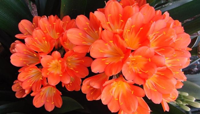 Clivia. Origen, Descripción, Cultivo, Cuidados, Propiedades