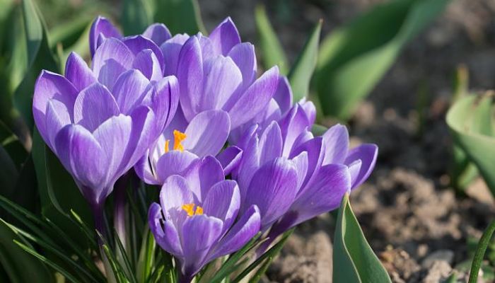 Crocus. Origen, Descripción, Cultivo, Cuidados, Propiedades