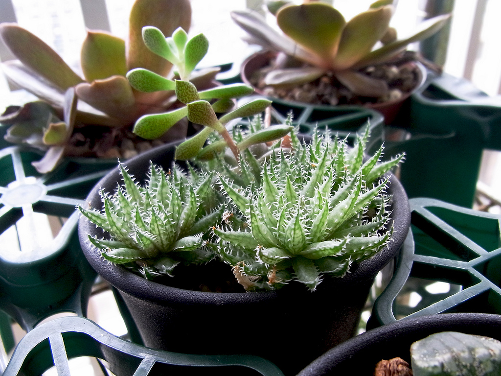 Cómo cultivar y cuidar Haworthia