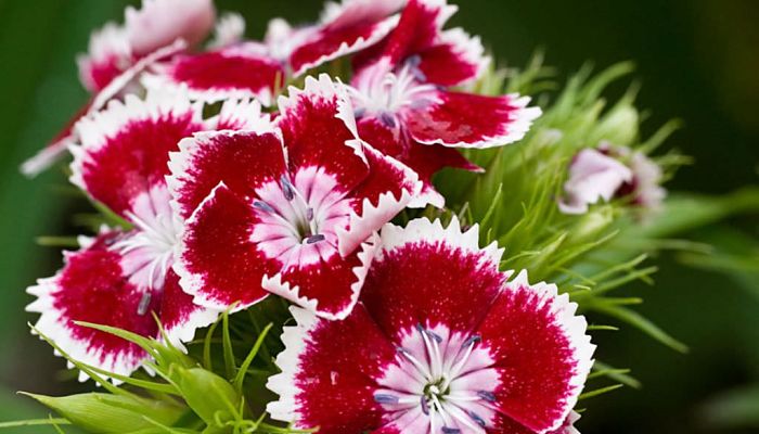 Dianthus Barbatus. Origen, Descripción, Cultivo, Cuidados, Propiedades