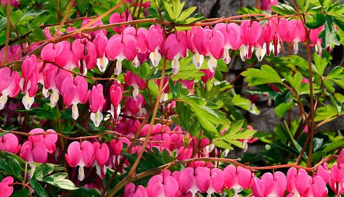 Dicentra. Origen, Descripción, Cultivo, Cuidados, Propiedades