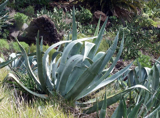 El Agave comestible